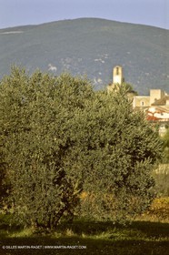 France, Provence, Oliviers, oliveraies, olive trees
