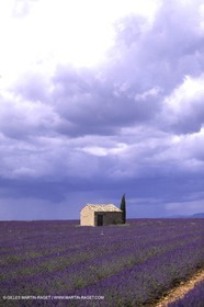 Lavander fields