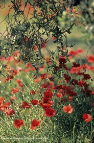 2000-2010- Les Alpilles (FRA,13) - Poppy fields