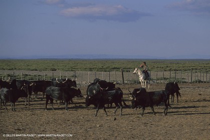 France, Provence, Camargue, Gardians de Camargue, métier, fêtes, élevage, tri