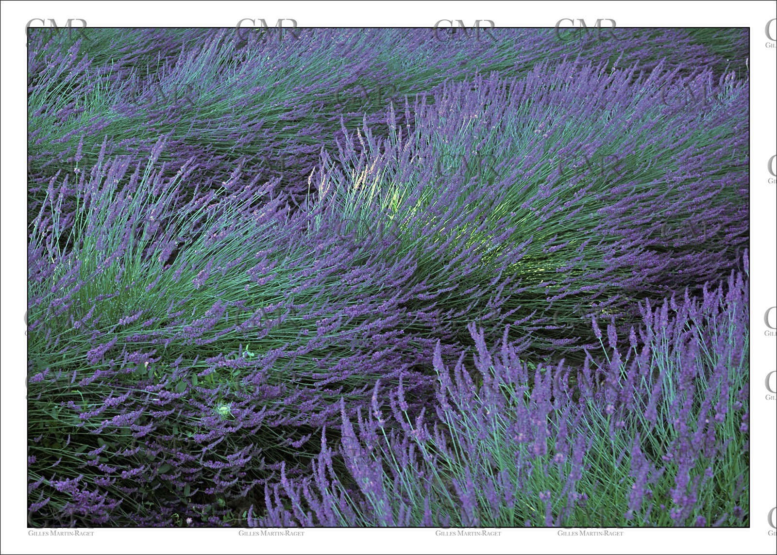 Lavander 3