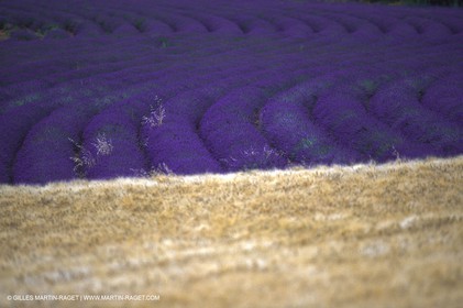 Hgher Provence - Lavender fields