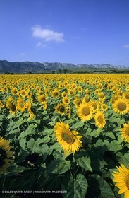 Alpilles (FRA,13) - Sunflower fields