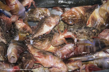 France, Provence, Cooking, Bouillabaisse