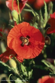 France, Provence, Champs de Coquelicots   Poppies fields