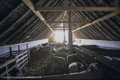 France, Provence, Camargue, Elevage de moutons, sheep breeding