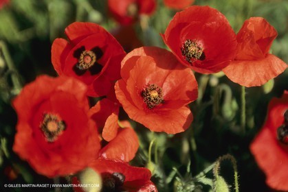 France, Provence, Champs de Coquelicots   Poppies fields