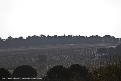 Saint Drézéry (FRA, 34), Domaine de Puech Haut