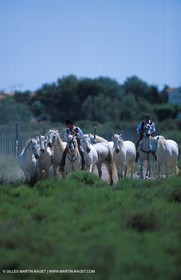 Arles - Travail des gardians de Camargue