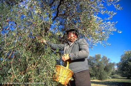Olives - Oliviers - Huile d'olive