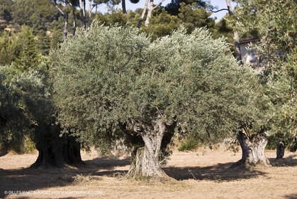 26 06 09 - Sanary sur mer (FRA,83)