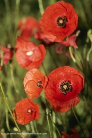 France, Provence, Champs de Coquelicots   Poppies fields