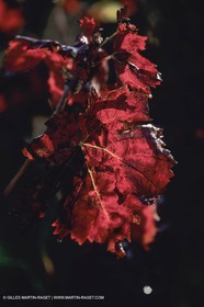 Vin, Vigne , Vendanges, vignification, vignobles, France, Provence, Côte du Rhône, Rosé