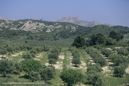 France, south, Alpilles landscapes