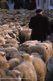 Sheeps - shepherds
