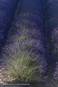13 08 2007 - Valensole (04) - lavender fields on Valensole plateau