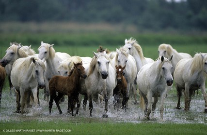 Camargue horses