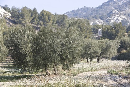 16 02 2008 - Les Baux de Provence (FRA, 13) - Paysages des Alpilles