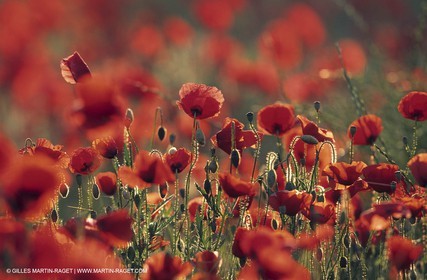 Champs de coquelicot