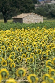 France, Provence, Champs de tournesols