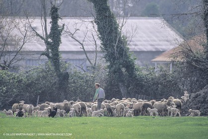France, Provence, Moutons, bergers, élevage, transhumance