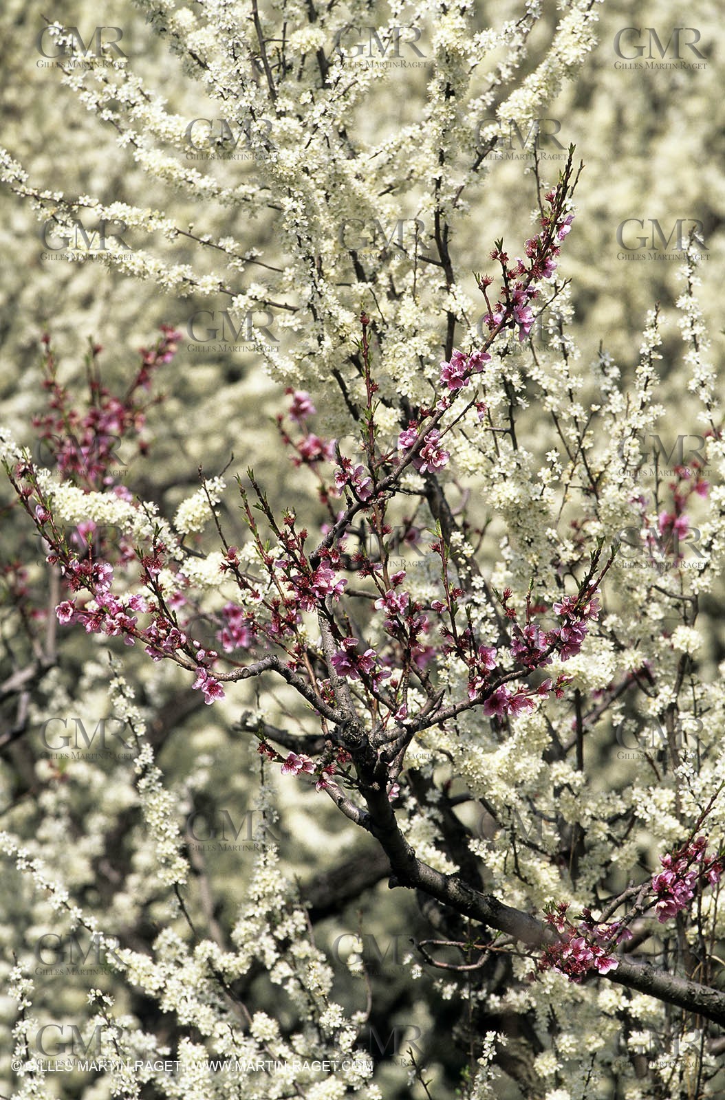 Luberon, Vaucluse (FRA,84) - Fruit trees blooming