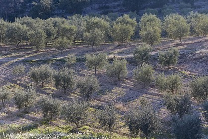16 02 2008 - Les Baux de Provence (FRA, 13) - Paysages des Alpilles