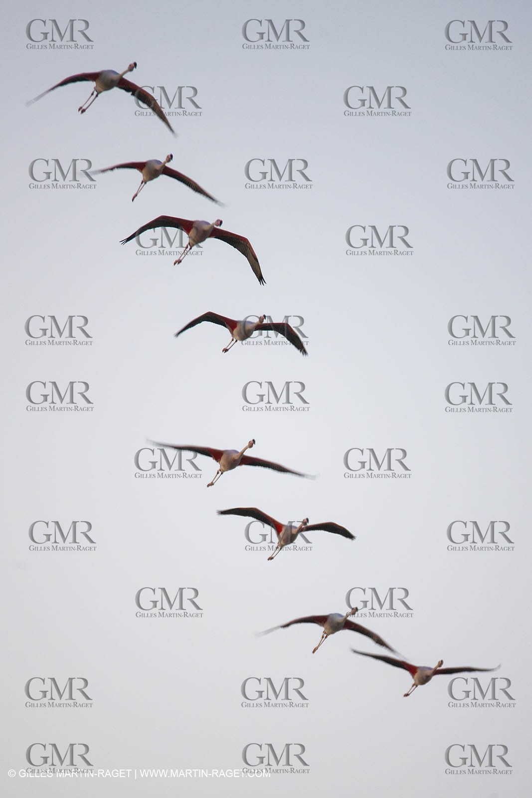 19 04 2011 - Arles (FRA,13) - Pink flamingos in La Gacholle Lighthouse vicinity