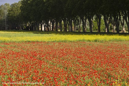 29 04 2012 ( Saint Rémy de Provence (FRA, 13) - Chaîne des Alpilles vers Romanin