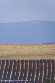 13 08 2007 - Valensole (04) - lavender fields on Valensole plateau