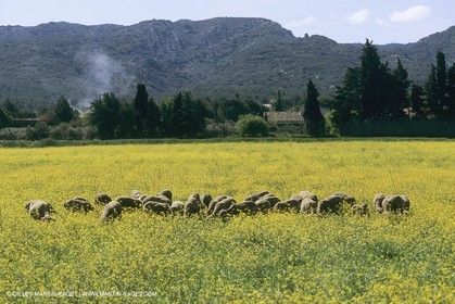 France, Provence, champs de Colza