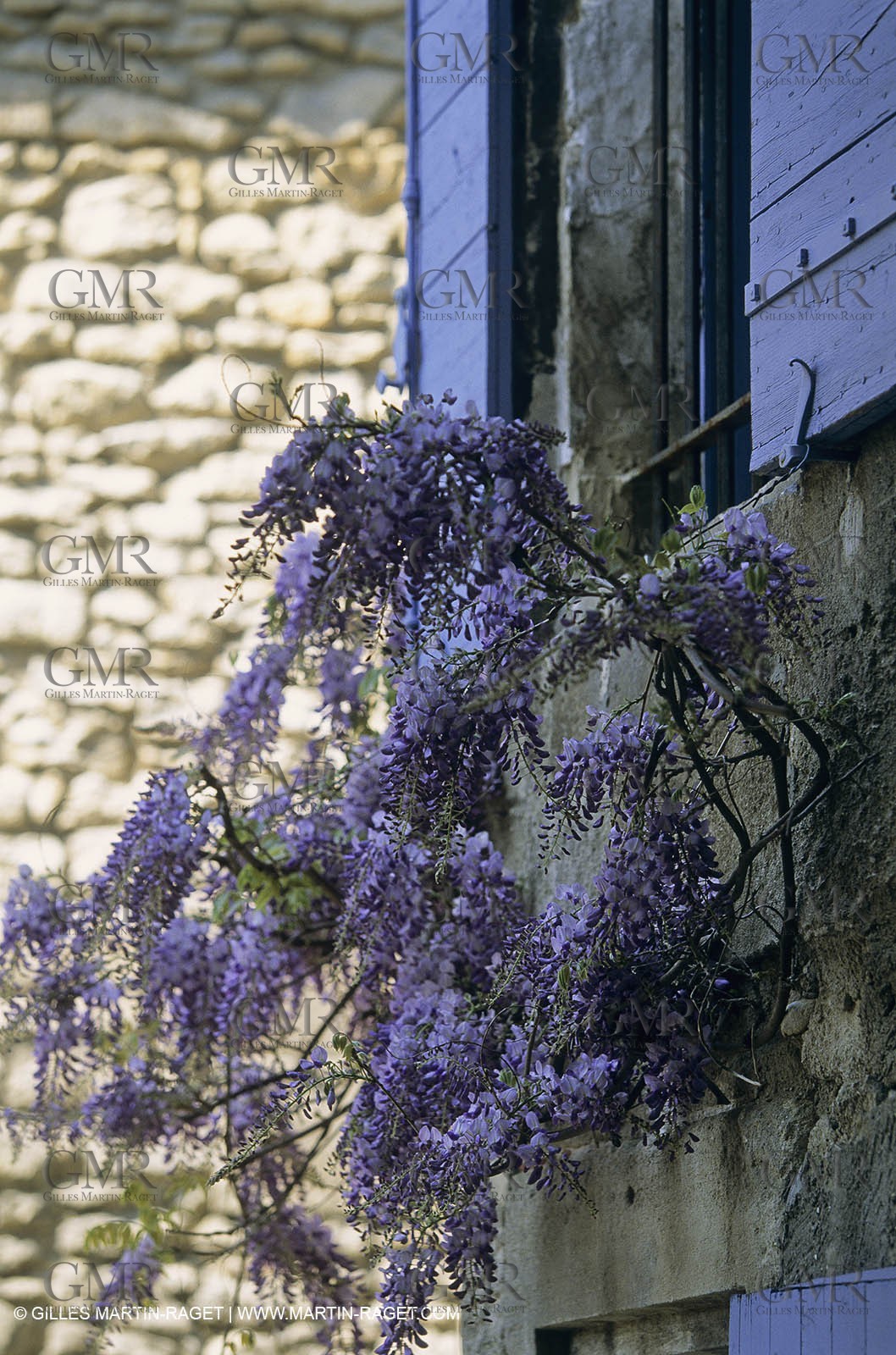 Les Alpilles, Saint Rémy de Provence, (FRA,13) - Glycine in Saint Rémy de Provence