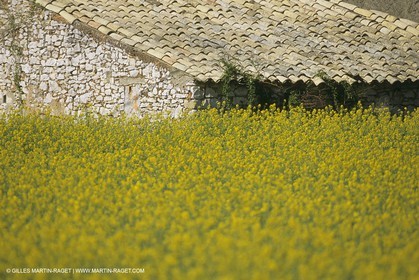 France, Provence, champs de Colza