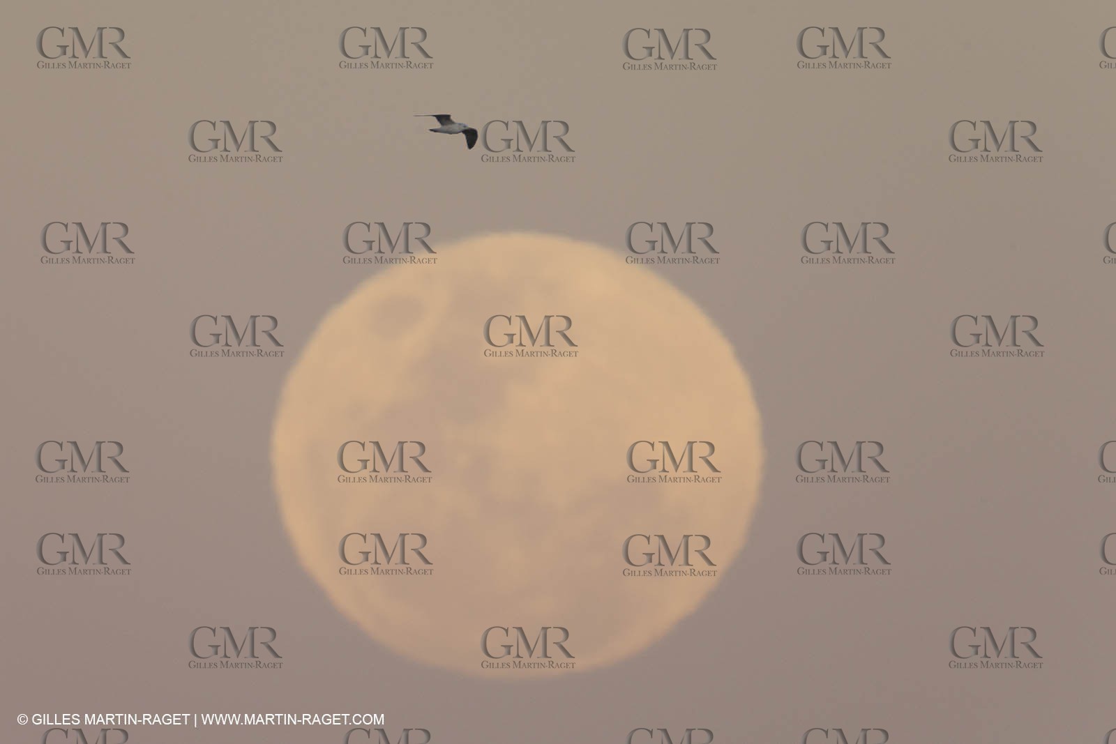 07 11 2014, Capetown (ZAF), Volvo Ocean Race 2014-15, Team Alvimedica finish and arrival in Cape Town