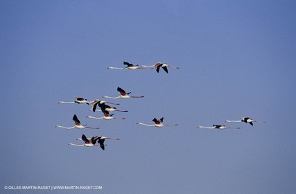 Camargue (FRA,13) - Flamants roses en Camargue