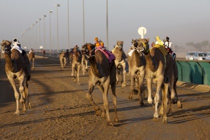 20 11 2010 - Dubai (UAE) - Camel races
