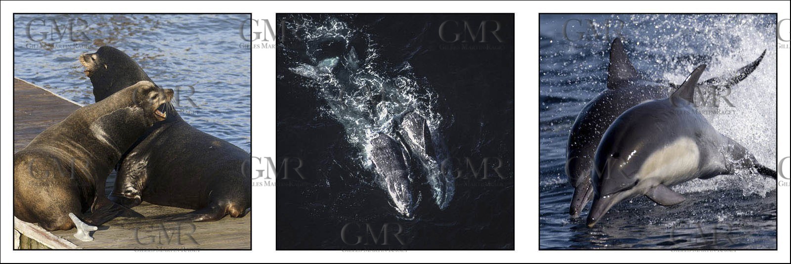 Product: in house made quality print on 8 ultrachome colors Epson ink Jet printer.Available sizes: . 20x 60 cm. 33 x 95 cm. 52 x 150 cmAvailable papers:  . Standard 250 gr glossy paper print, black streak, white margin, no signature . Top quality glossy 290 gr. paper, black streak, white margin, checked and signed by the author . Fine Art print (signed, numbered, stamped, registered) on demand . Other supports (Canvas, Acrylic, Metal) on demandPackaging: cylindric reinforced tubeShipping options: regular mail or Shipping companyClick on the basket icon to select your options and start the online ordering process