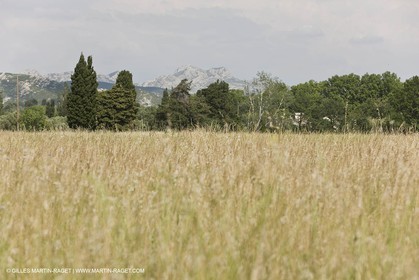 10 06 2008 - Arles and surroundings (FRA, 13) - Vincent Van Gogh south