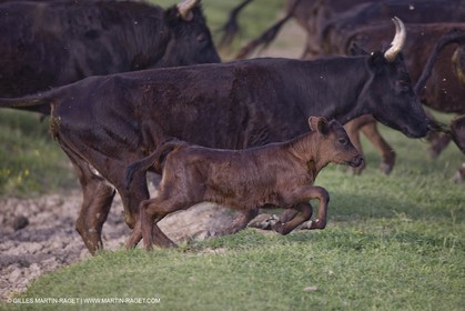 07 05 2008 - Le Cailar (FRA,30) - Tri à la manade du Mas du Pont de Laute