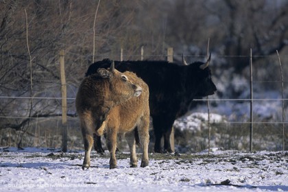 Provence sous la neige - Camargue