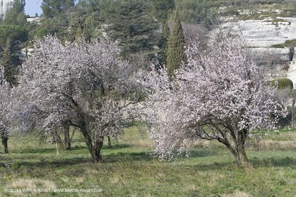 16 02 2008 - Les Baux de Provence (FRA, 13) - Paysages des Alpilles