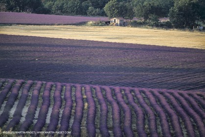 France, Provence, Lavender fields
