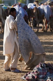 20 11 2010 - Dubai (UAE) - Camel races