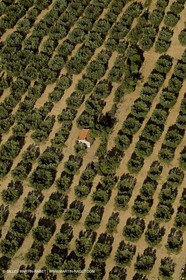 France, Provence, Oliviers, oliveraies, olive trees
