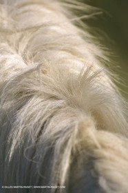 France, Provence, Camargue, chevaux   Horses