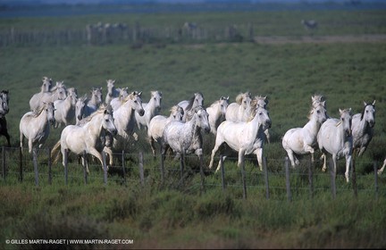 Camargue horses