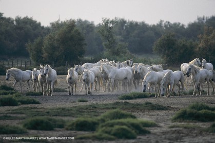 France, Provence, Camargue, White horses from Camargue