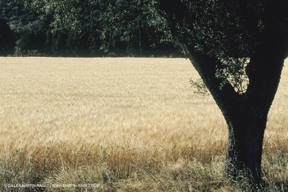 France, Provence, La sainte Baume, Provence verte, collines de Pagnol