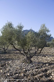 09 02 2008 - Les Baux de Provence (FRA, 13) - Paysages des Alpilles