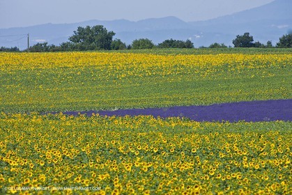27 06 2011 - Valensole (FRA, 04) - Lavander fields